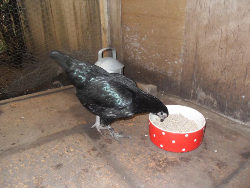 Emerald is in the food dish