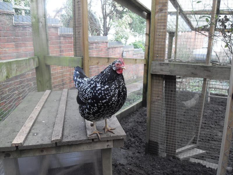 Speckles comb and wattles are getting quite red