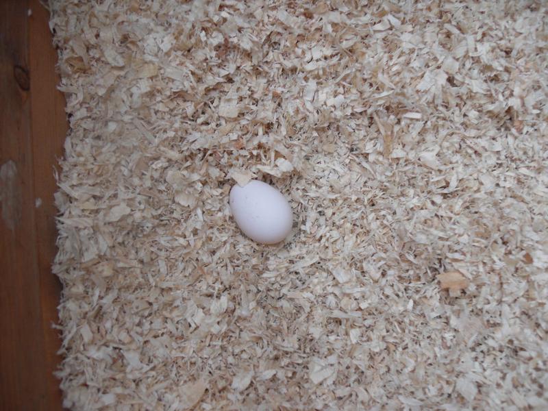 A tiny egg in the nest box