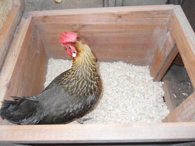 Barley goes in the nest box to lay her egg