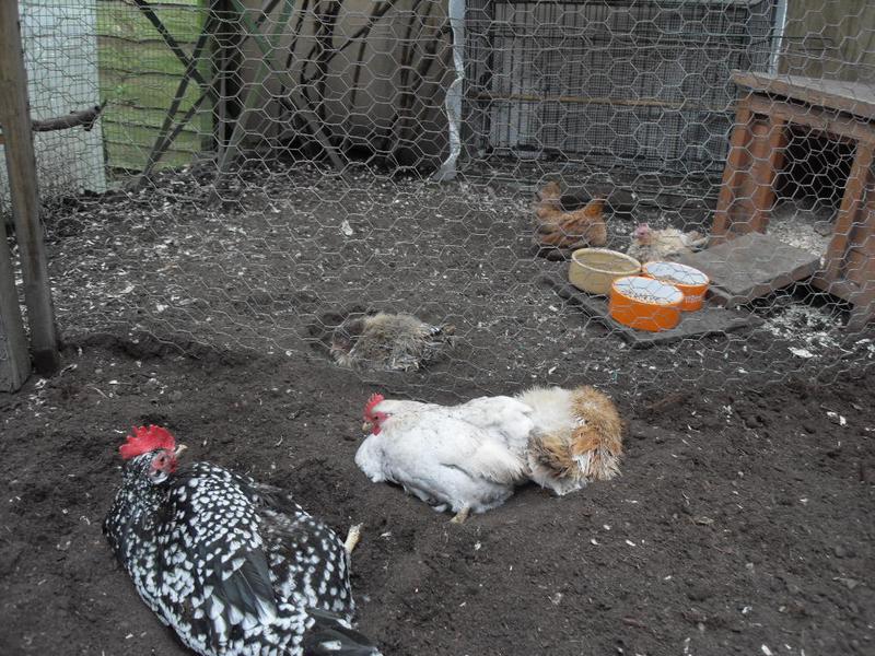 All the little girls plus Speckles having a dust bath