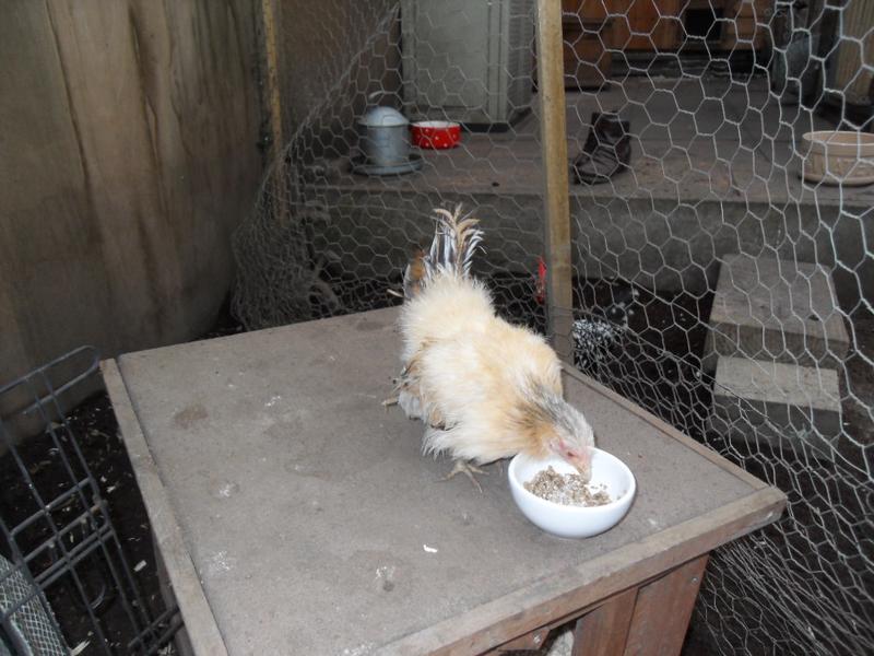 Apricot gets a dish to herself