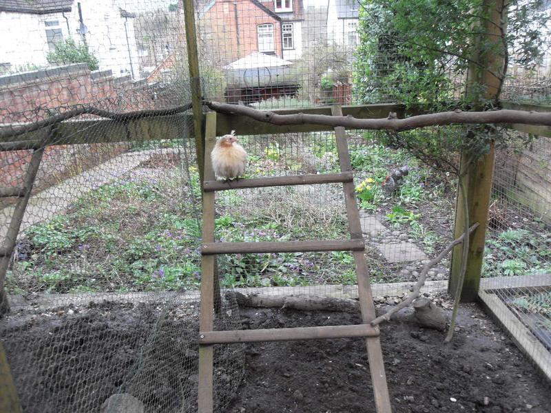 Apricot at the top of the ladder