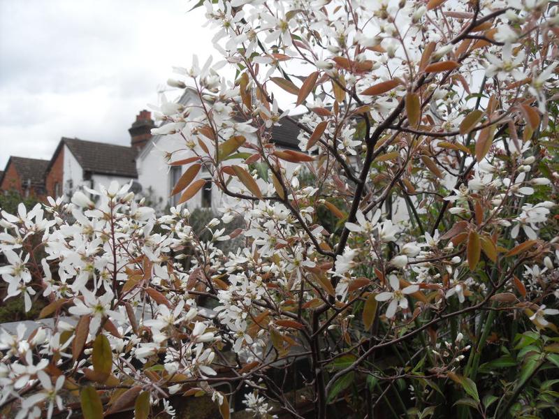 The blossom on this shrub is lovely at the moment