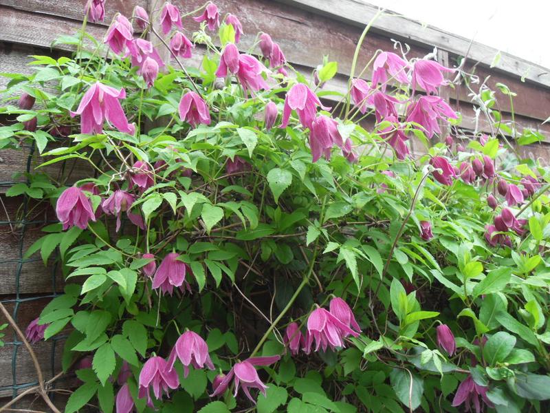 Clematis