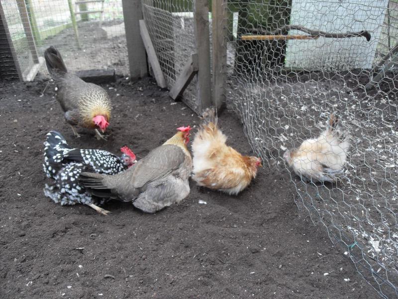 Dust bathing on both sides of the wire