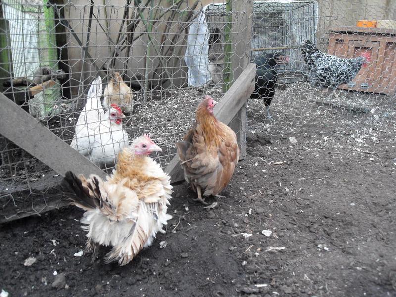 Exploring towards the patio area