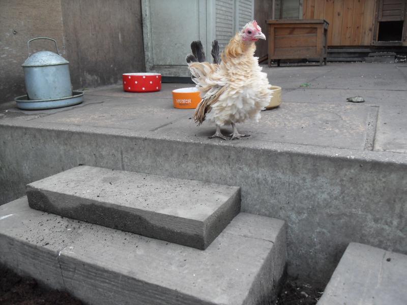 I have built some steps up to the patio area