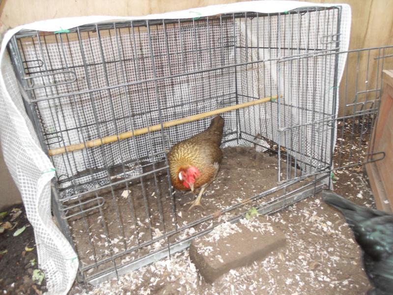 Peaches inspects the shelter