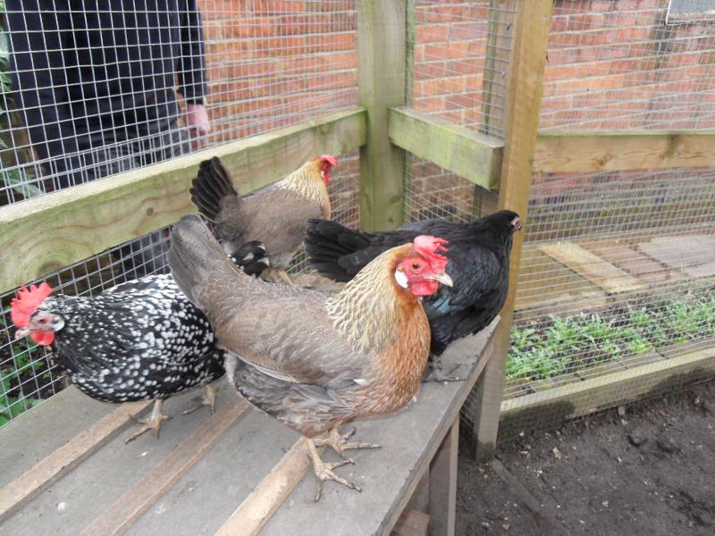 the bigger girls all go to the top of the wooden table/shelter