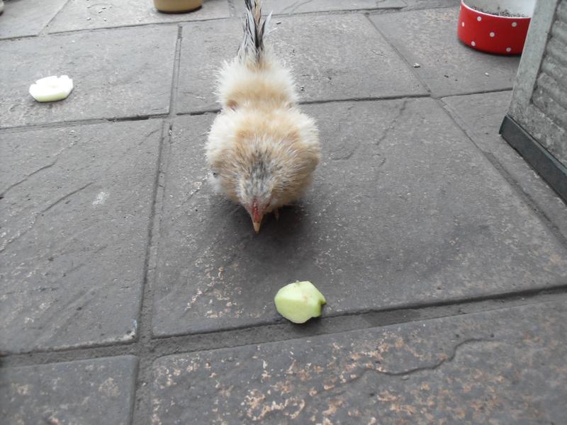 Apricot has a peck at the apple