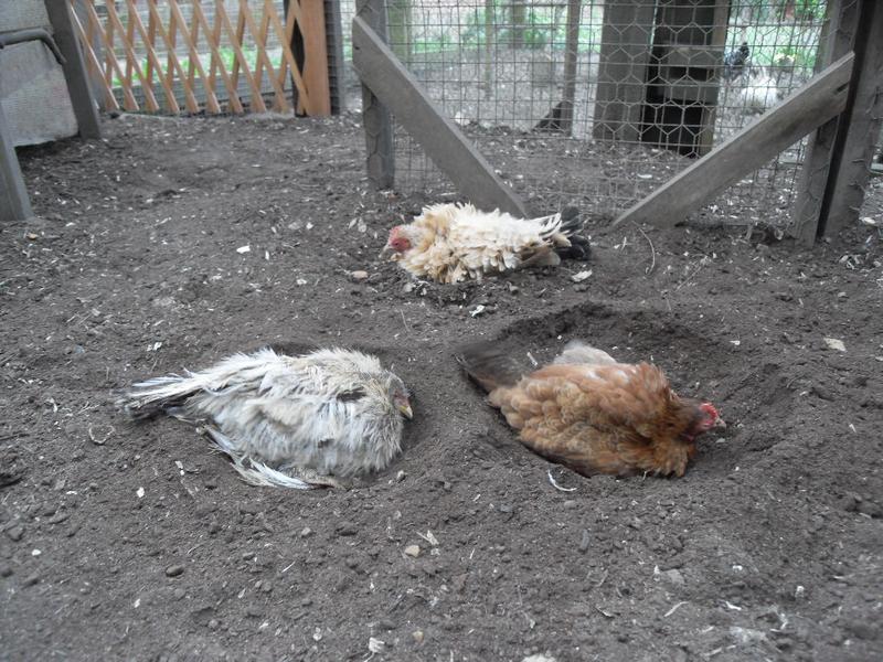 Three happy dust bathing girls