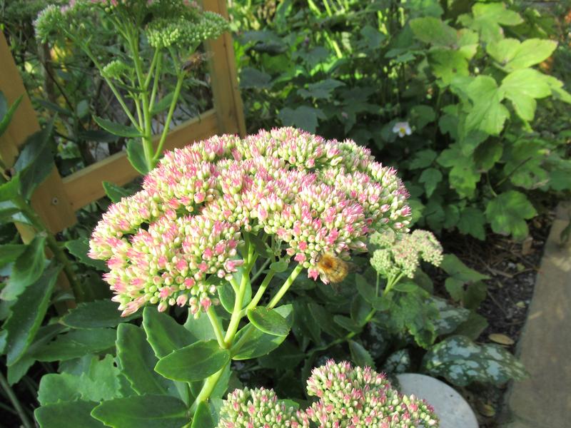 Our Sedums Attract The Bees Carols Chickens 1762