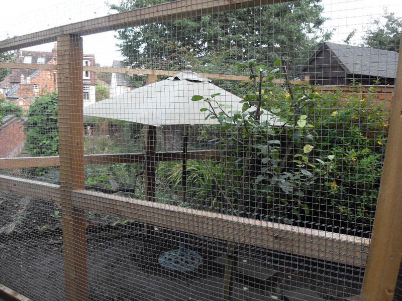My spoiled chickens get an umbrella | Carol's Chickens